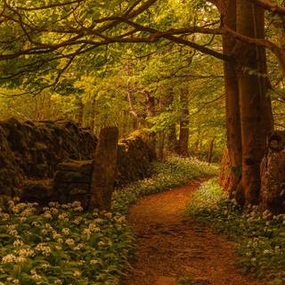 Spring trail wallpaper