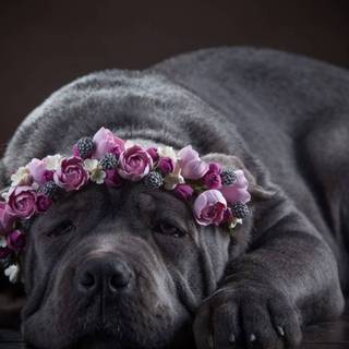 Purple flower crown wallpaper