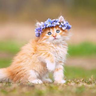 Purple flower crown wallpaper