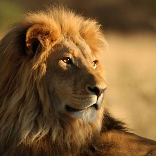 Majestic lion wallpaper