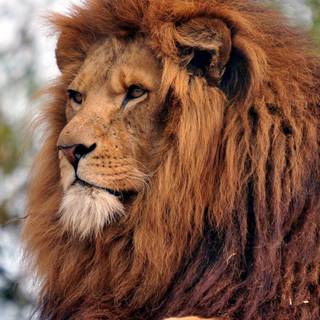 Majestic lion wallpaper