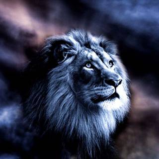 Majestic lion wallpaper