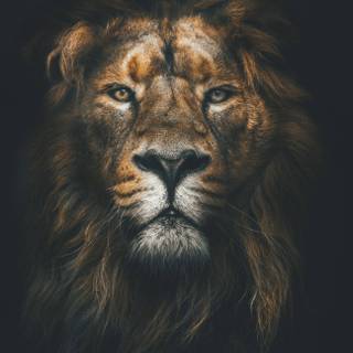 Majestic lion wallpaper