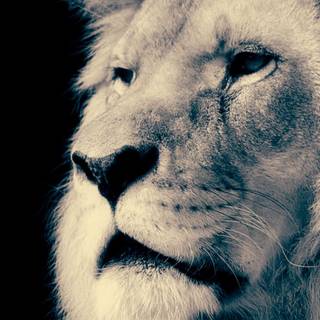 Majestic lion wallpaper