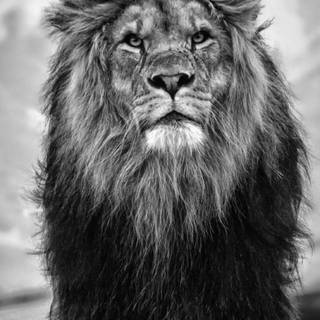 Majestic lion wallpaper