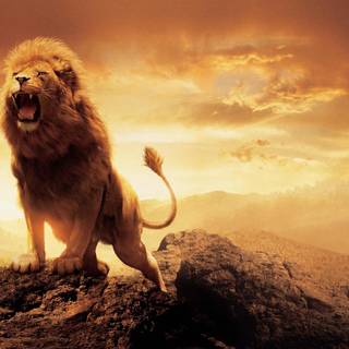 Majestic lion wallpaper