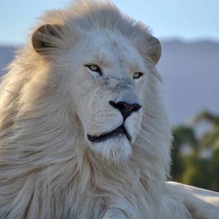 Majestic lion wallpaper