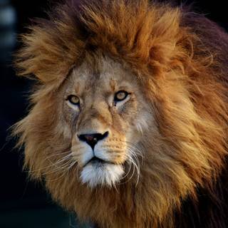Majestic lion wallpaper