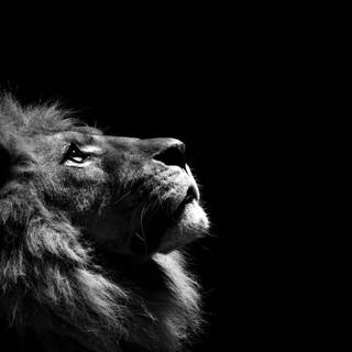 Majestic lion wallpaper