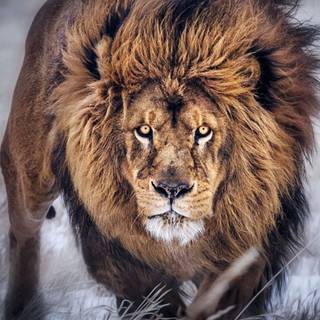 Majestic lion wallpaper