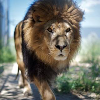 Majestic lion wallpaper