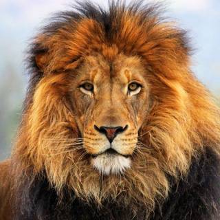 Majestic lion wallpaper