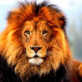 Majestic lion wallpaper