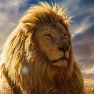 Majestic lion wallpaper