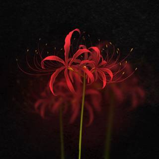 Dark red lily wallpaper