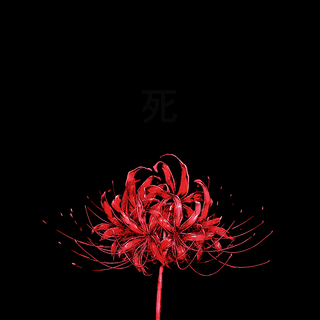 Dark red lily wallpaper