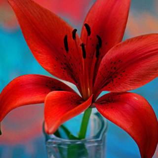 Dark red lily wallpaper