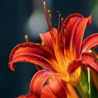 Dark red lily wallpaper