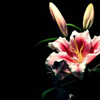 Dark red lily wallpaper