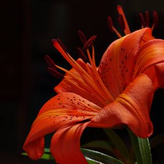 Dark red lily wallpaper