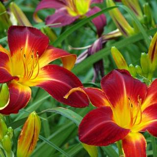 Dark red lily wallpaper