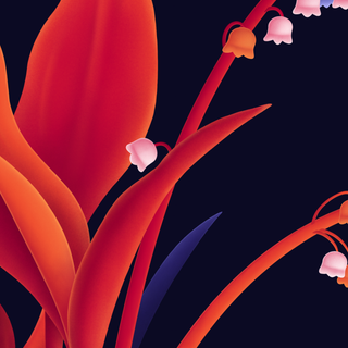 Dark red lily wallpaper