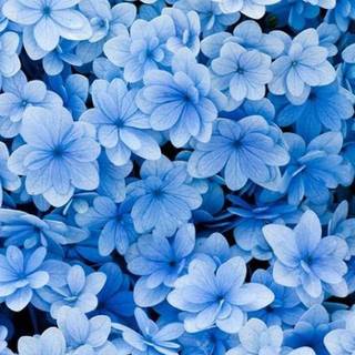 Pretty spring flowers blue wallpaper