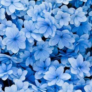 Pretty spring flowers blue wallpaper