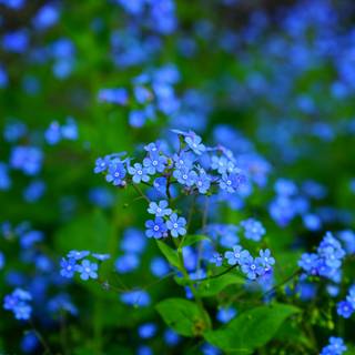 Pretty spring flowers blue wallpaper