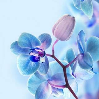 Pretty spring flowers blue wallpaper