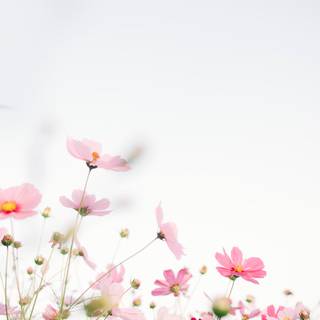 Simple spring phone wallpaper