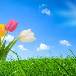 Spring PC 4k wallpaper