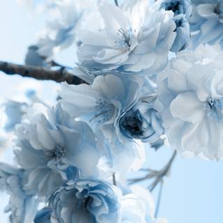 Pretty spring flowers blue wallpaper