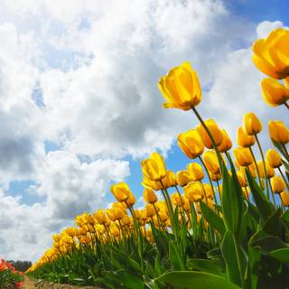 Spring PC 4k wallpaper