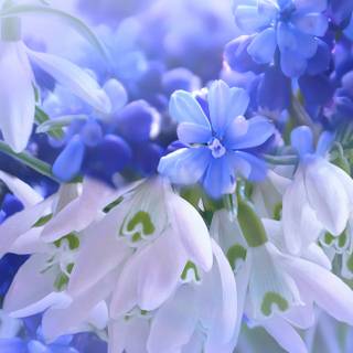 Pretty blue spring flowers wallpaper