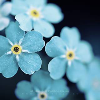 Pretty blue spring flowers wallpaper
