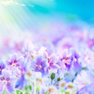 Pretty blue spring flowers wallpaper