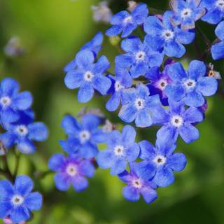 Pretty blue spring flowers wallpaper