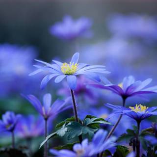 Pretty blue spring flowers wallpaper