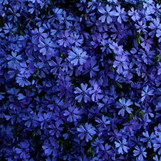 Pretty blue spring flowers wallpaper