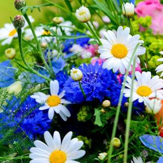 Pretty blue spring flowers wallpaper