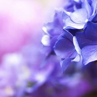 Pretty blue spring flowers wallpaper