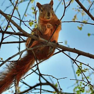 Spring animal iPhone wallpaper