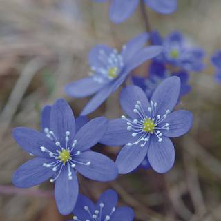 Pretty blue spring flowers wallpaper