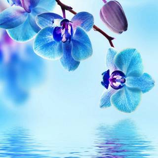 Pretty blue spring flowers wallpaper