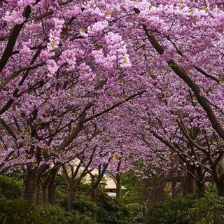 iPhone 14 Pro spring wallpaper