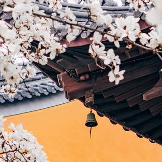 iPhone 14 Pro spring wallpaper