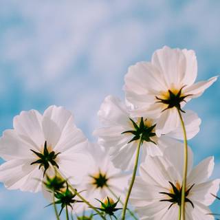 iPhone 14 Pro spring wallpaper