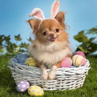 Cute animal Easter wallpaper