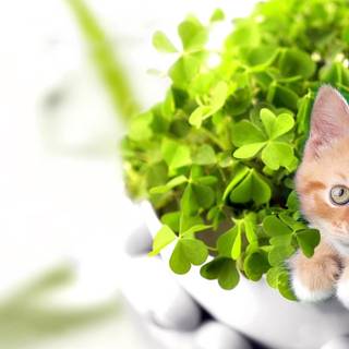 Kawaii animal St Patricks Day wallpaper
